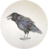 Crow