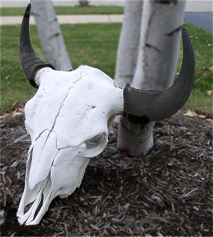 Buffalo Skull