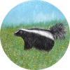 Skunk